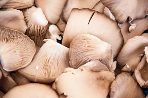 oyster-mushroom